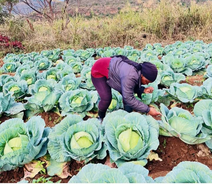 Cabbage farm