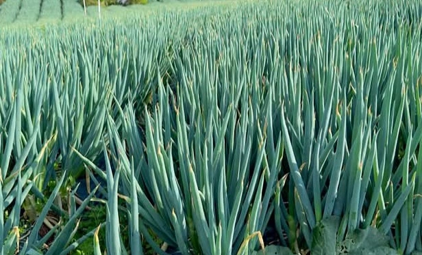 Spring onion